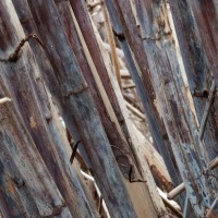 Japanese Knotweed